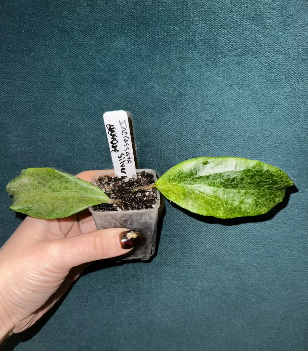 Hoya Incrassata Silver from NAPC thumbnail
