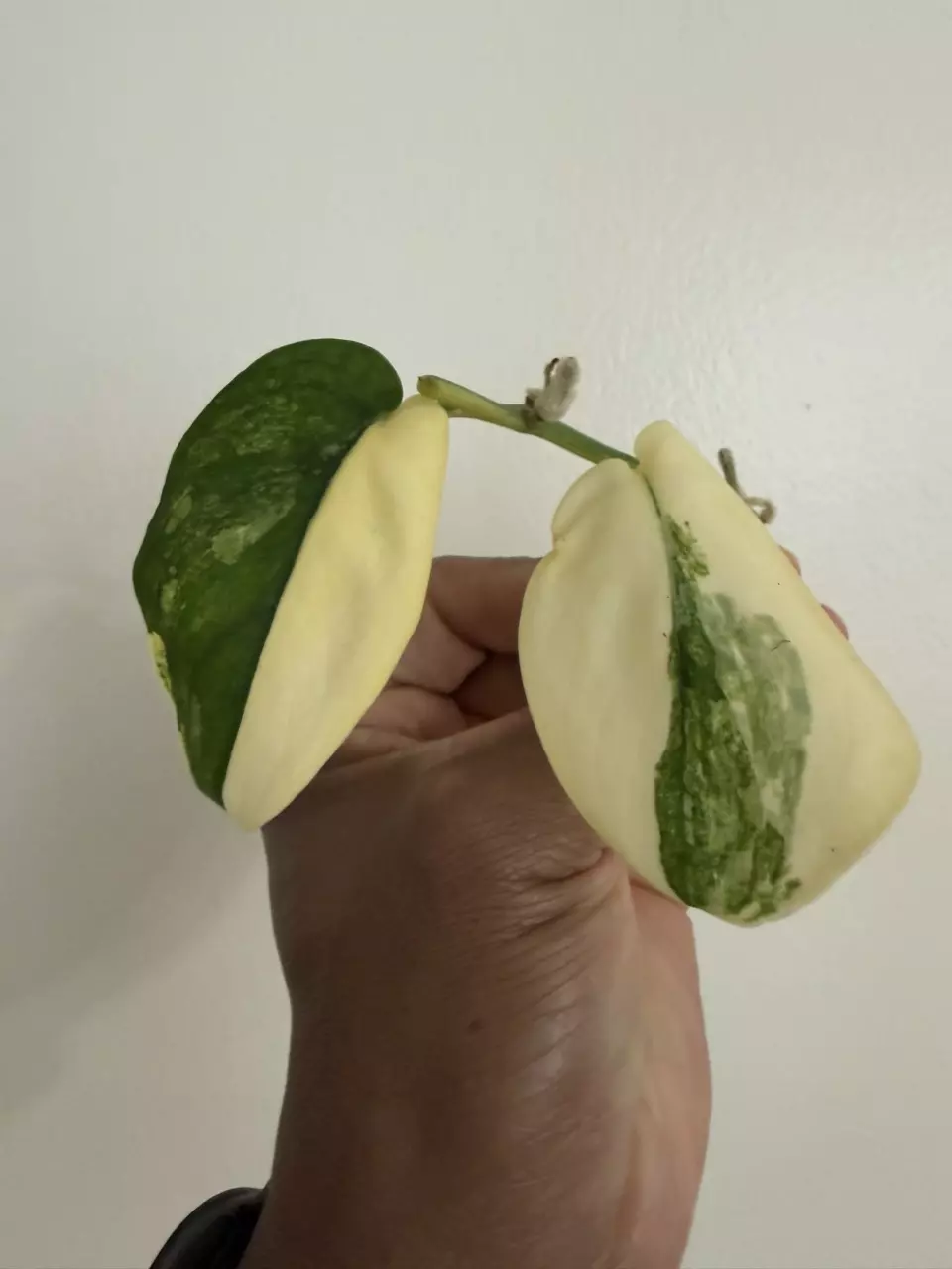Scindapsus Jade Satin Aurea Cutting thumbnail
