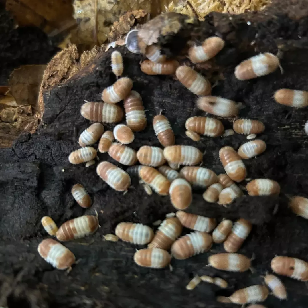 Cubaris “Red Panda King” 10 ct. thumbnail