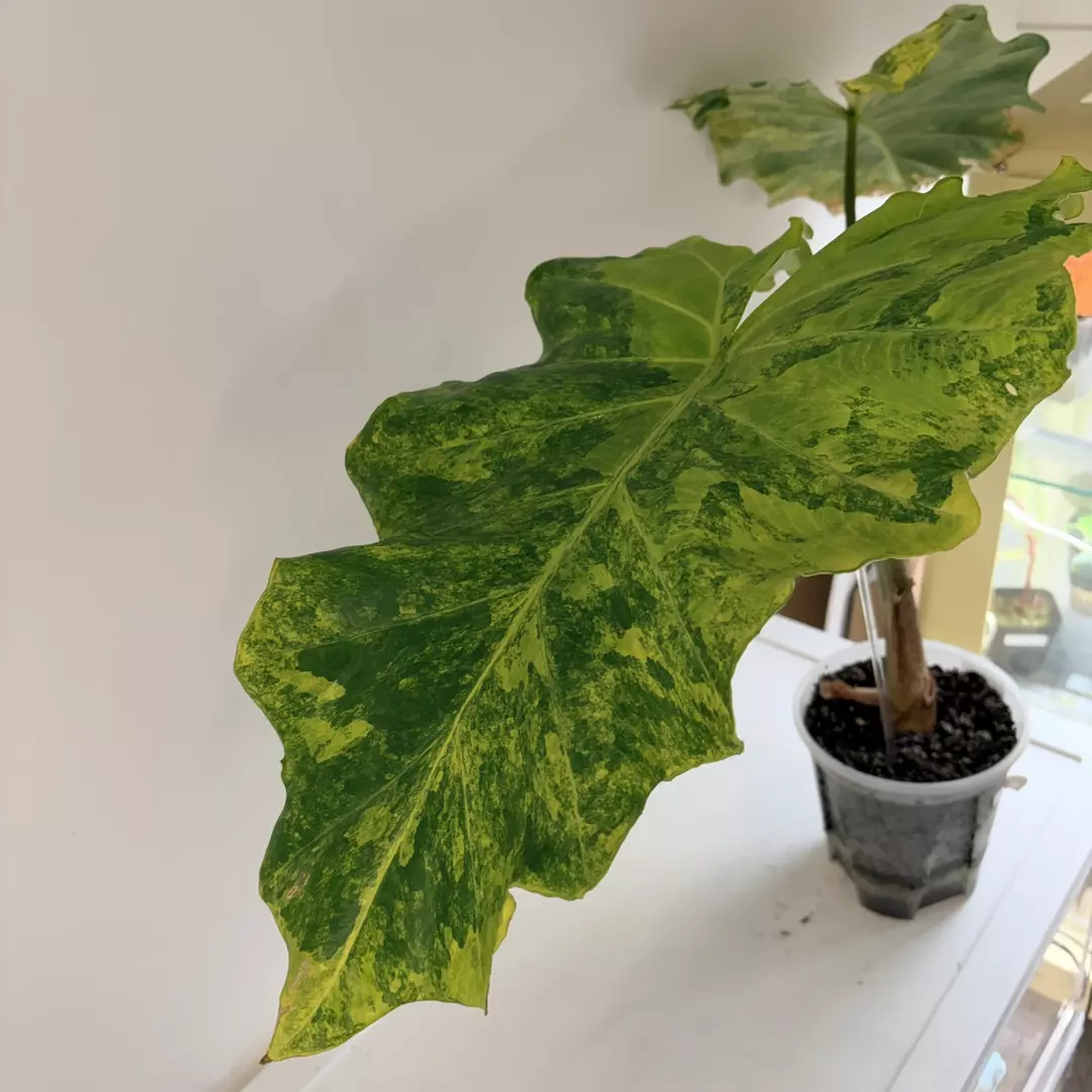 🌱 Alocasia Low Rider Corms 🌱Highly marbled mother plant shown for reference. thumbnail