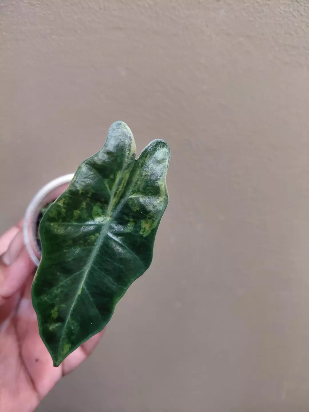 Alocasia Pseudosanderiana Aurea Pup Corm Grown thumbnail