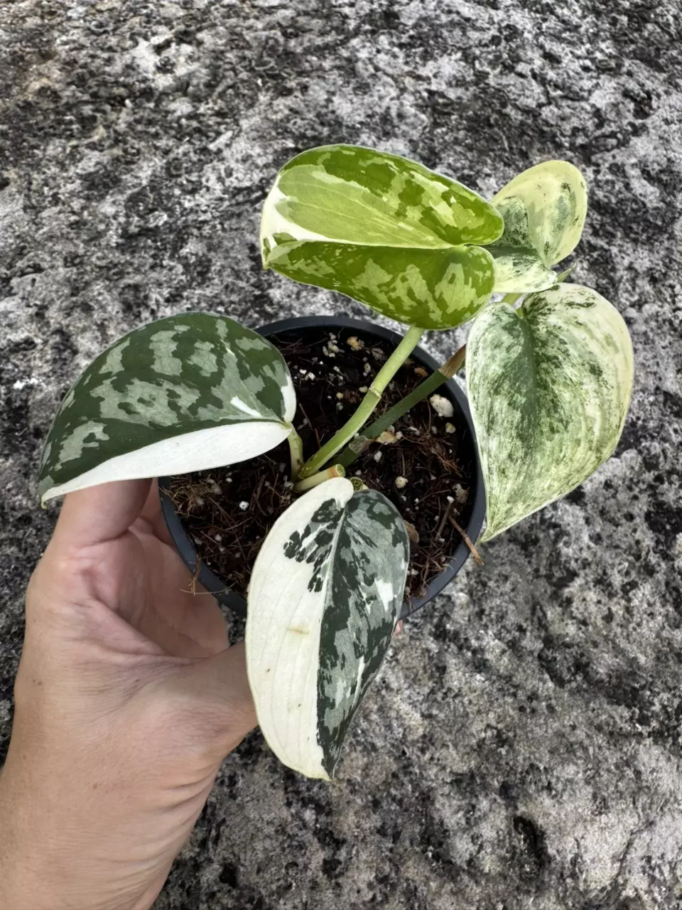 Scindapsus Mayari beautifully variegated 3” pot thumbnail