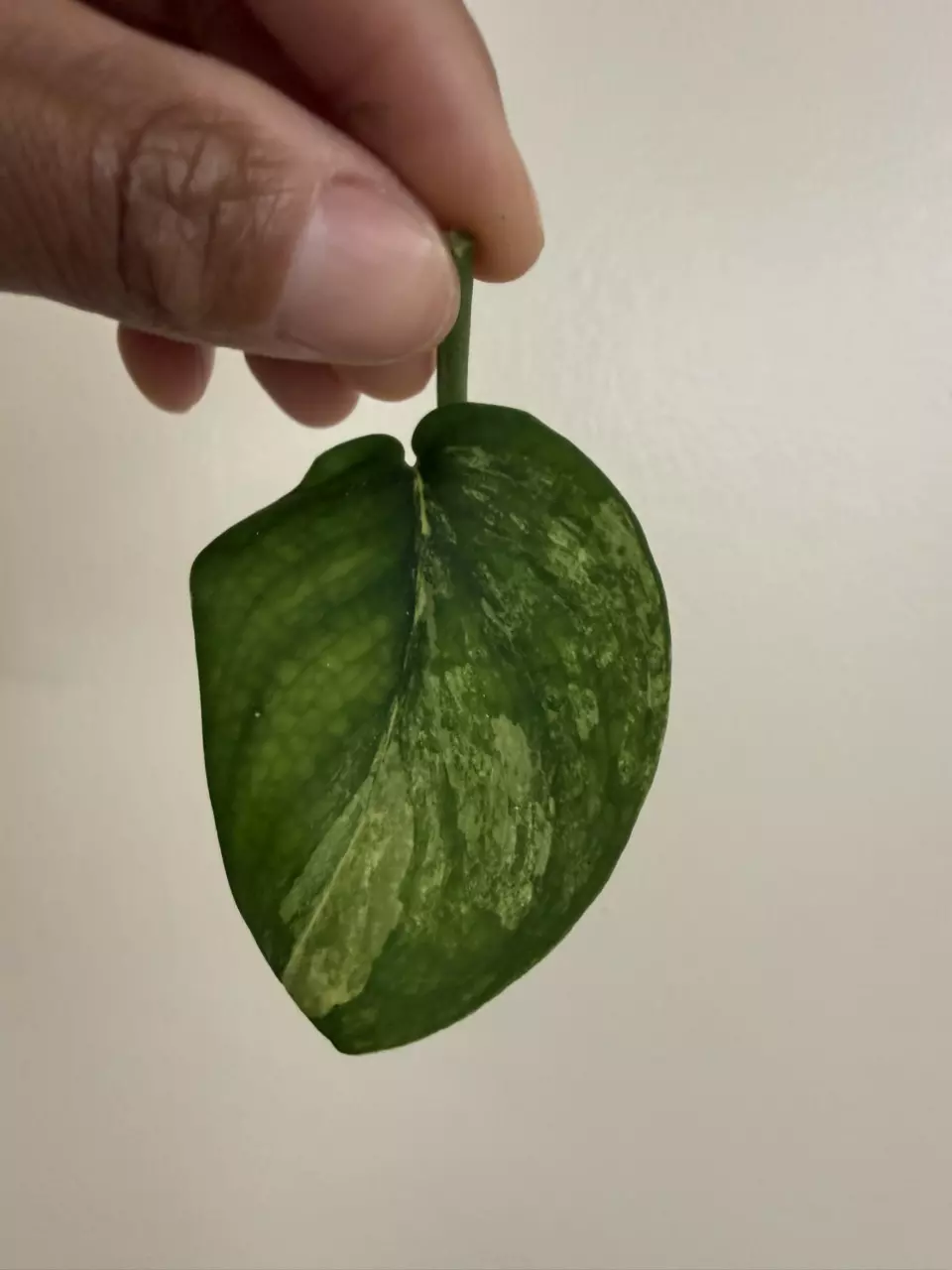 Scindapsus Jade Satin Aurea Cutting thumbnail