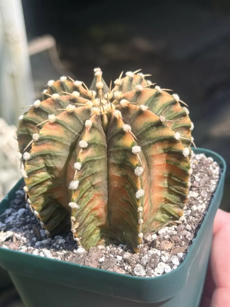 Gymnocalycium LB - perfect pattern and crazy color! thumbnail