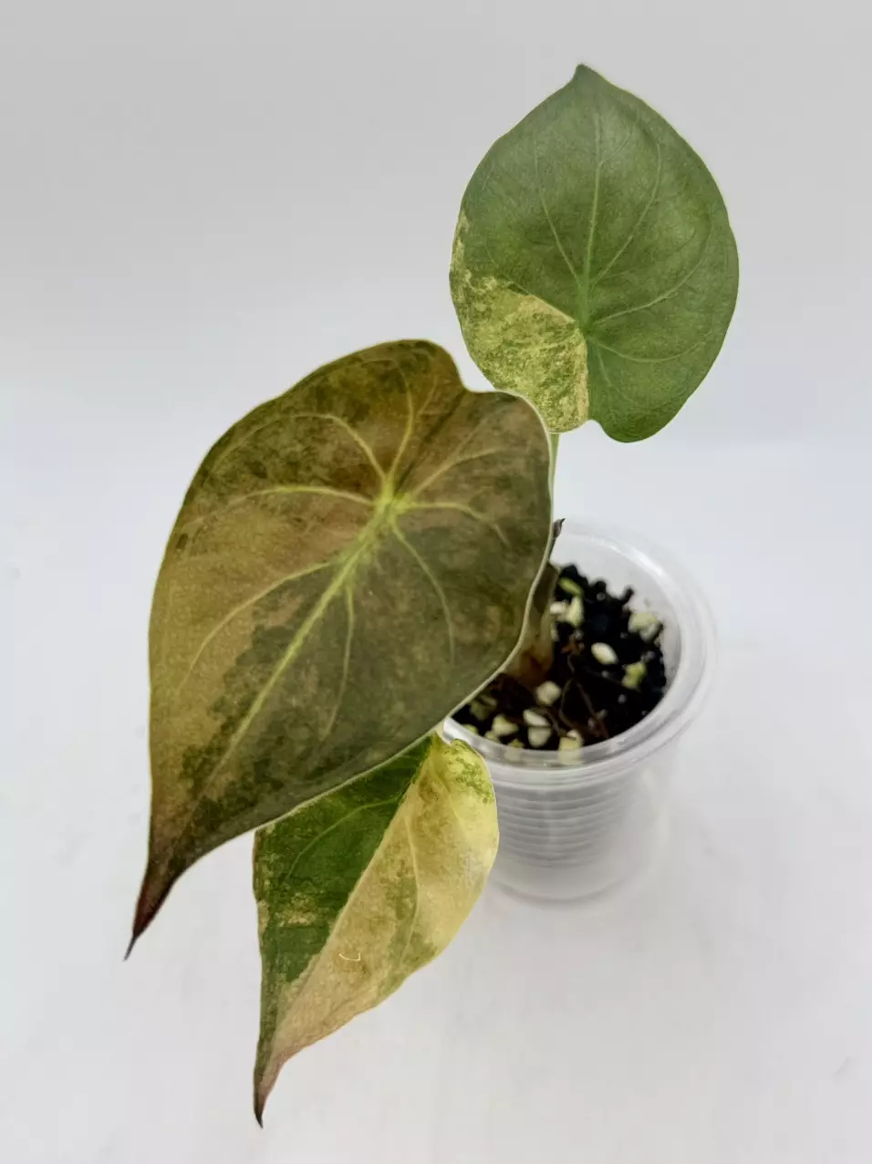 Alocasia Wentii Aurea teenish size thumbnail