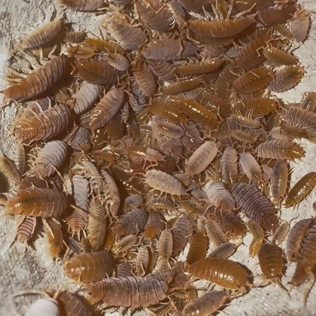 Powder Orange Isopods (Porcellionides pruinosus) 10 ct. thumbnail