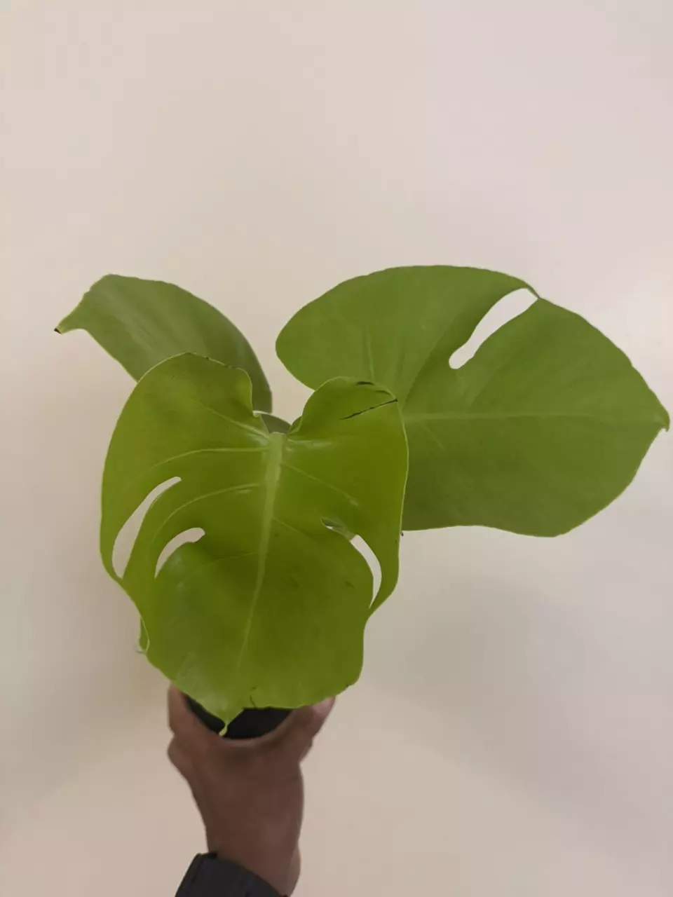 Monstera Lemon Lime thumbnail