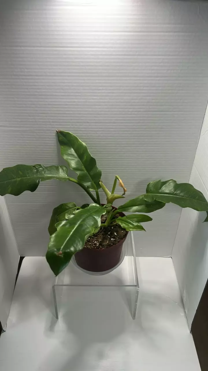 Variegated Ring of fire- Whole Plant, top cut or off shoot thumbnail