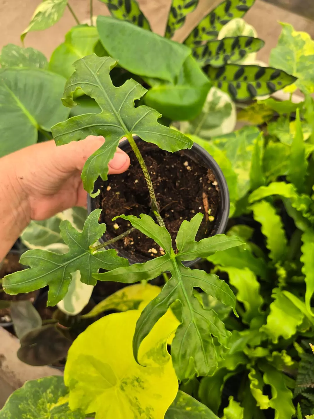 4in Alocasia brancifolia GC thumbnail