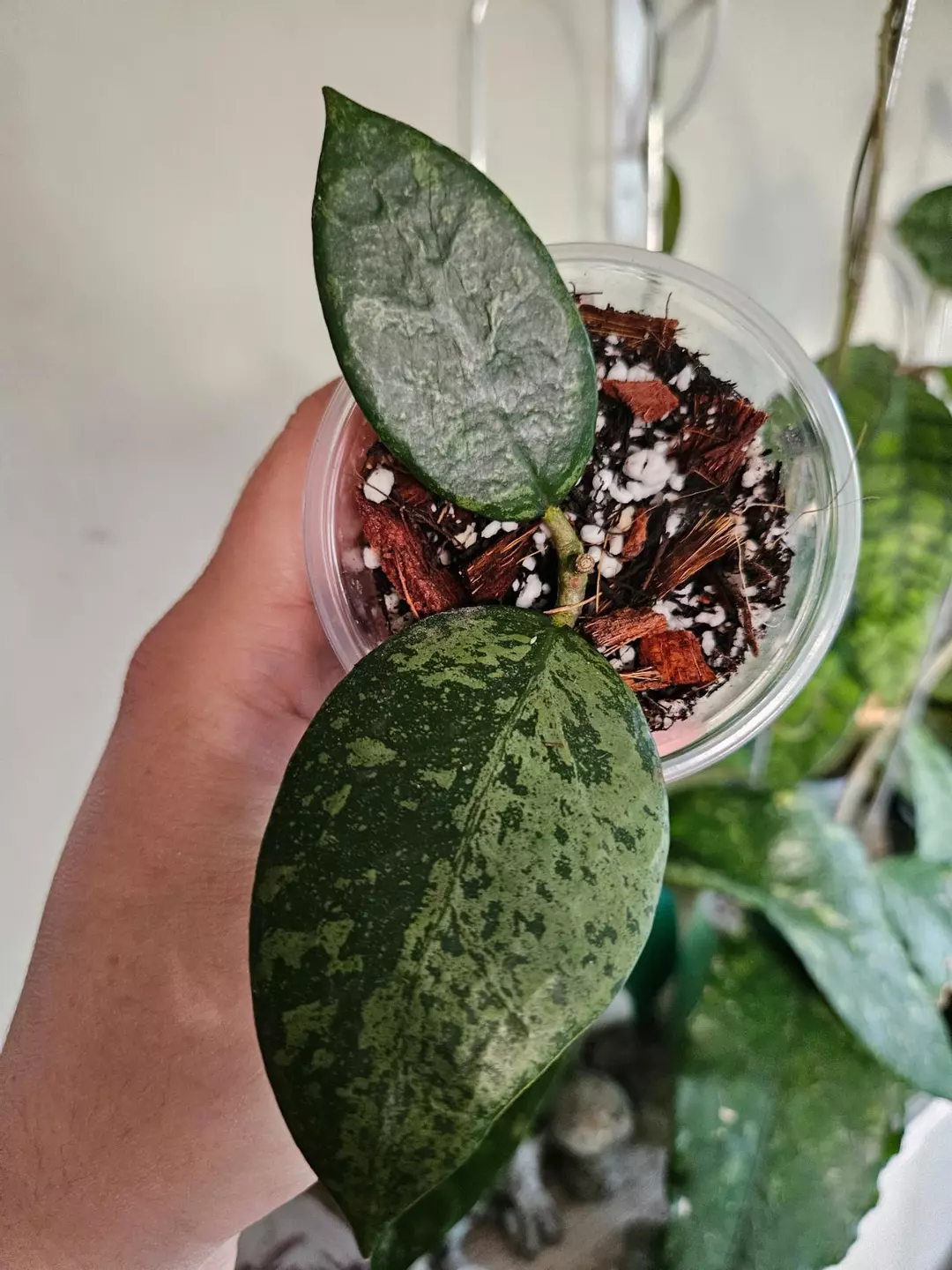 Hoya Verticallata Wonosobo 242 thumbnail