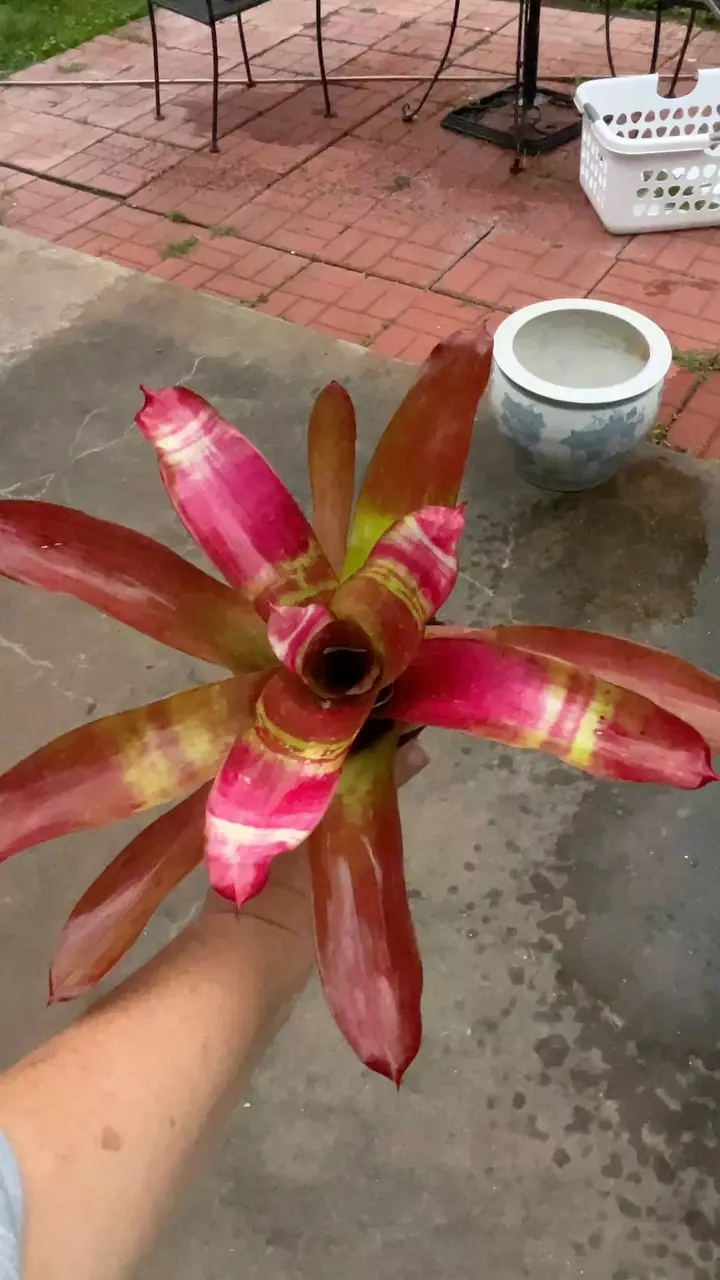 #1 Bromeliads thumbnail