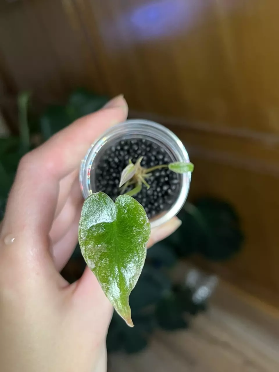 Alocasia Pink Dragon Mint Stardust thumbnail