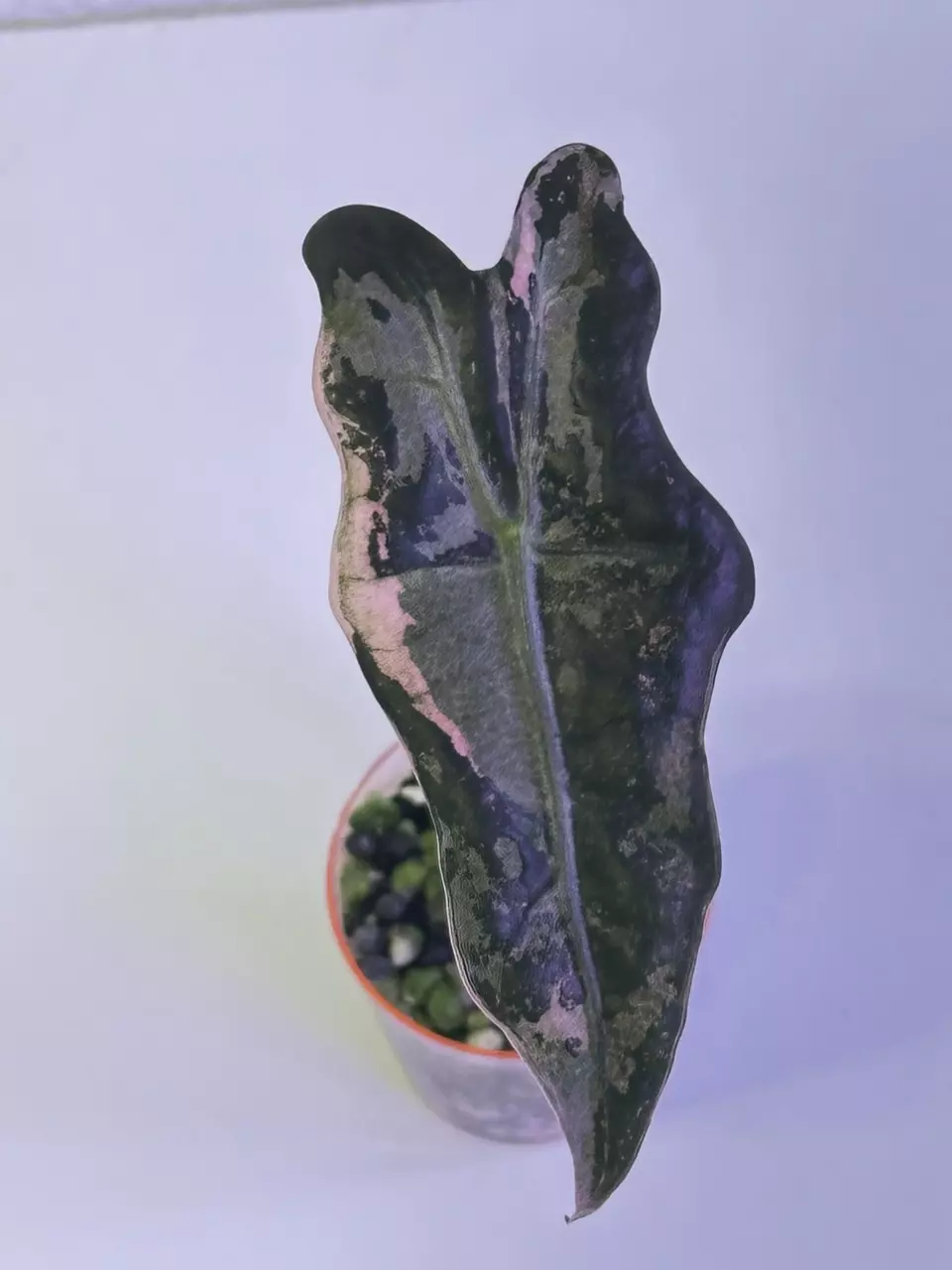 Nobilis pink thumbnail