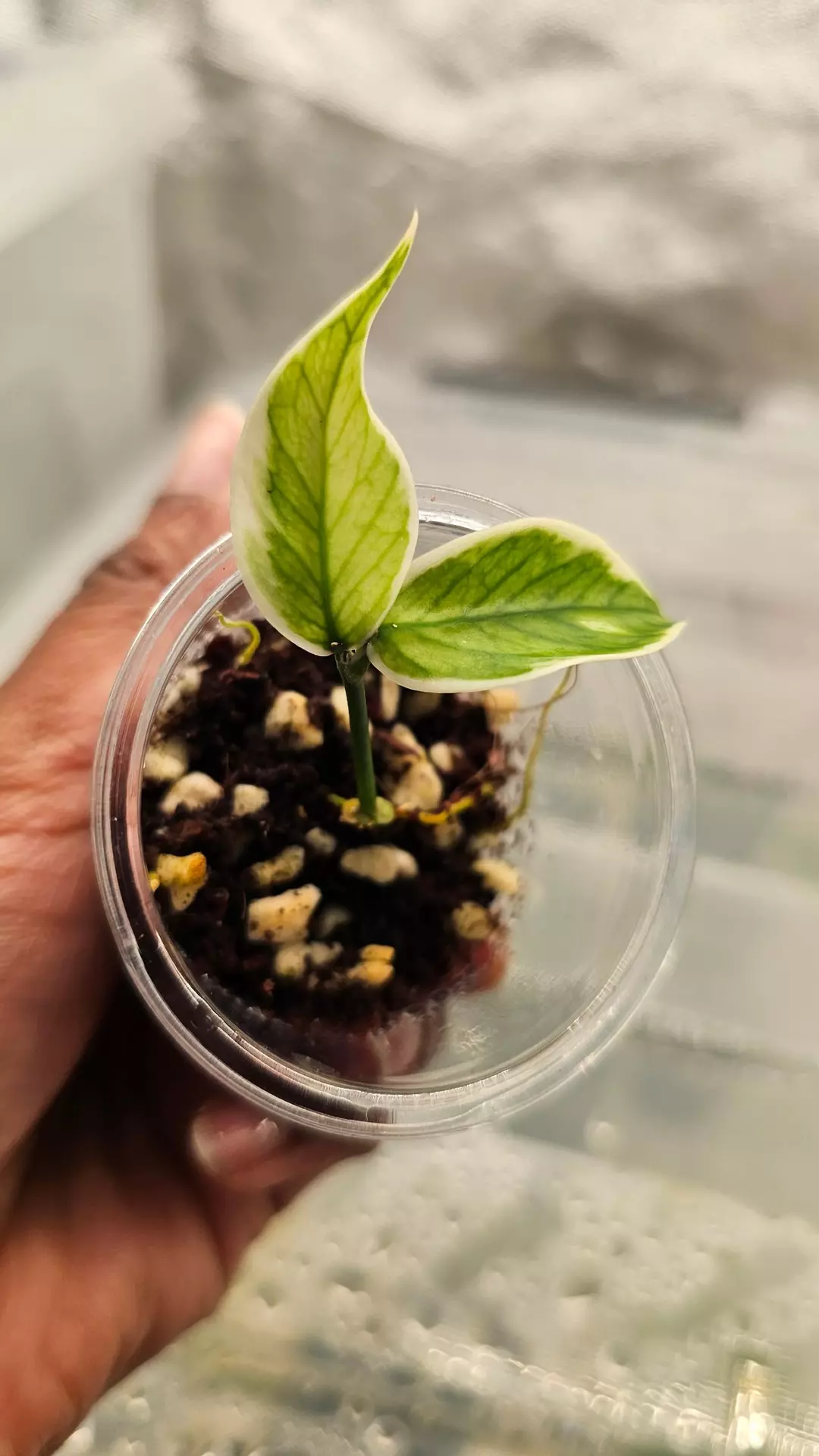Hoya polyneura albo thumbnail