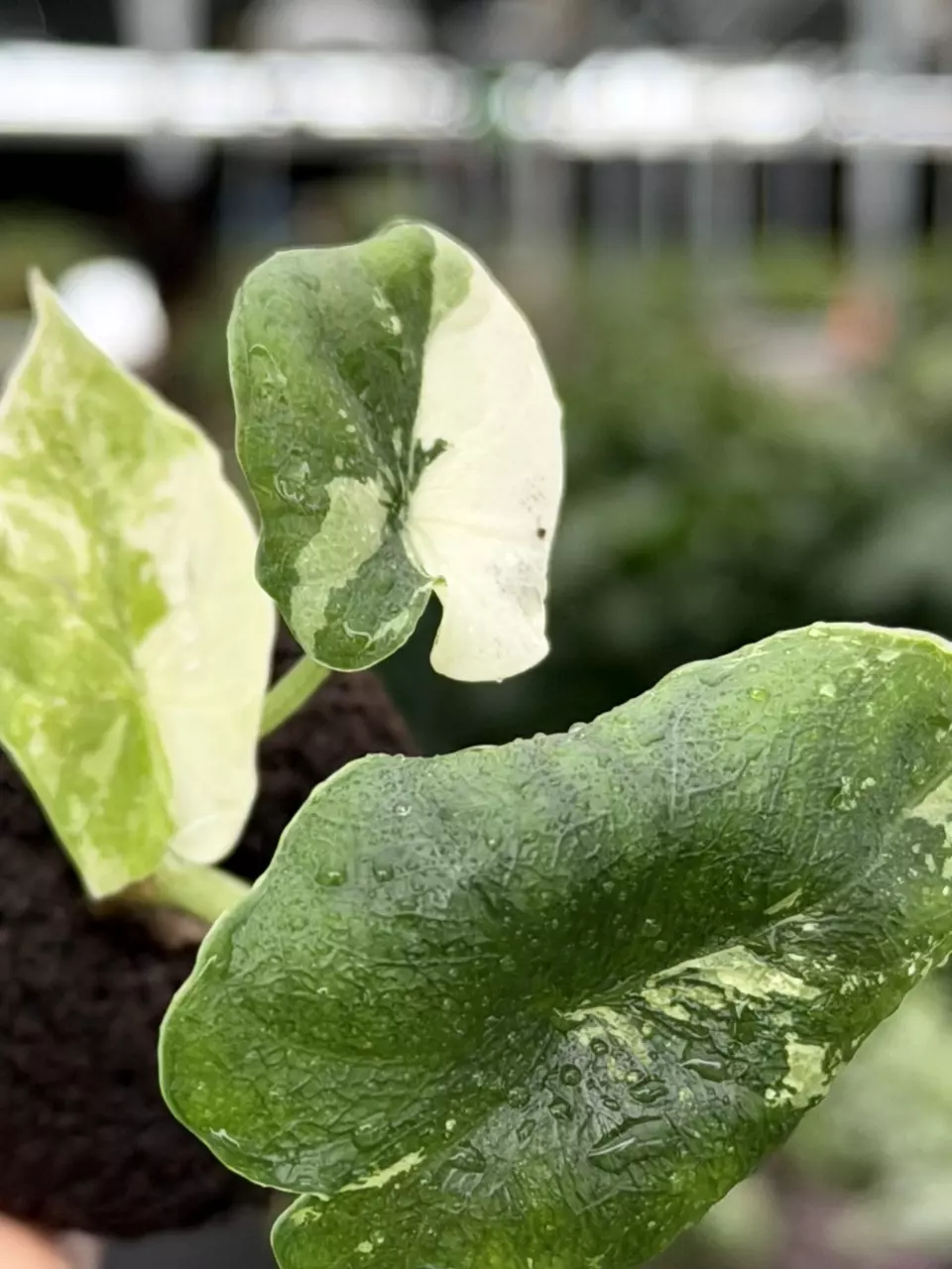 Alocasia Melo Albo Variegated Specific Starter 8070DAP | F thumbnail