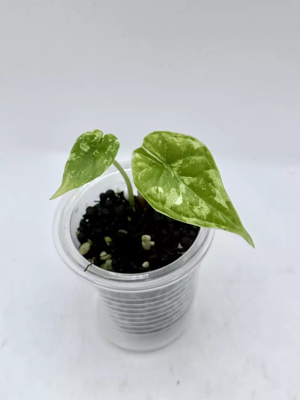 Alocasia Dragonscale Splash pup thumbnail