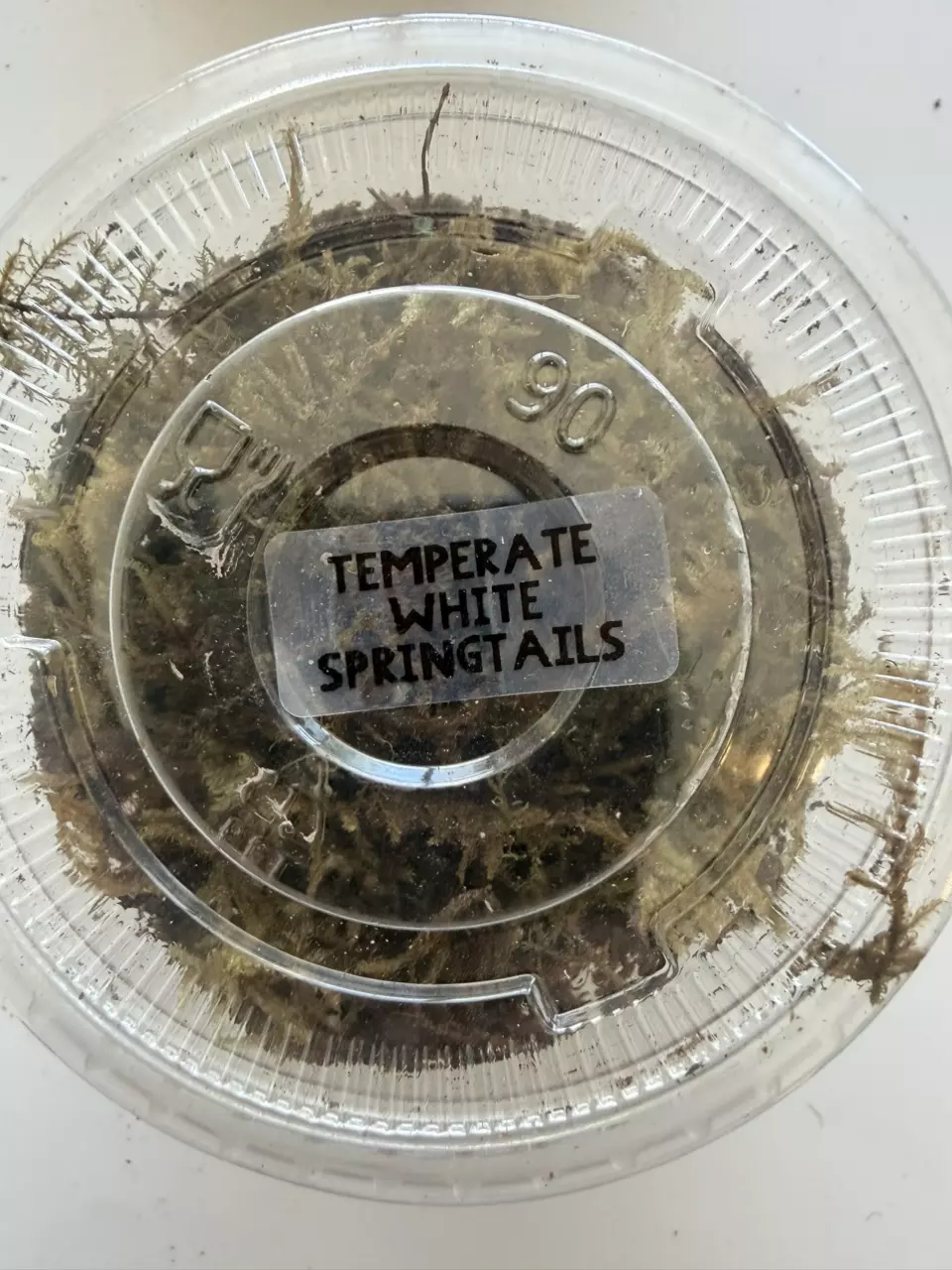 4 oz culture Temperate Springtails thumbnail