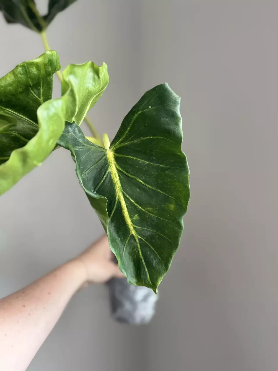 Alocasia New Guinea Gold Corm thumbnail
