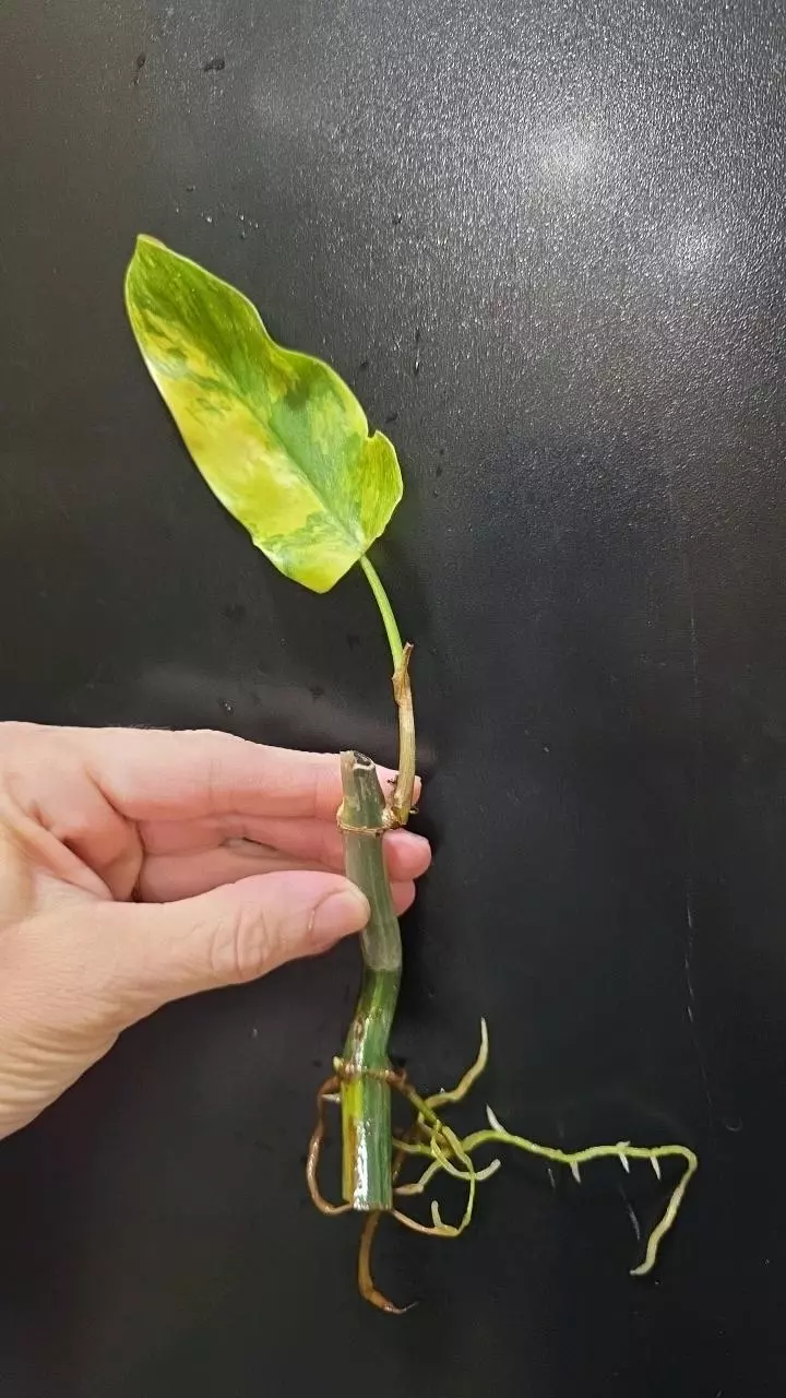 Philodendron Florida Beauty x Mayoi *rooted* midcut thumbnail