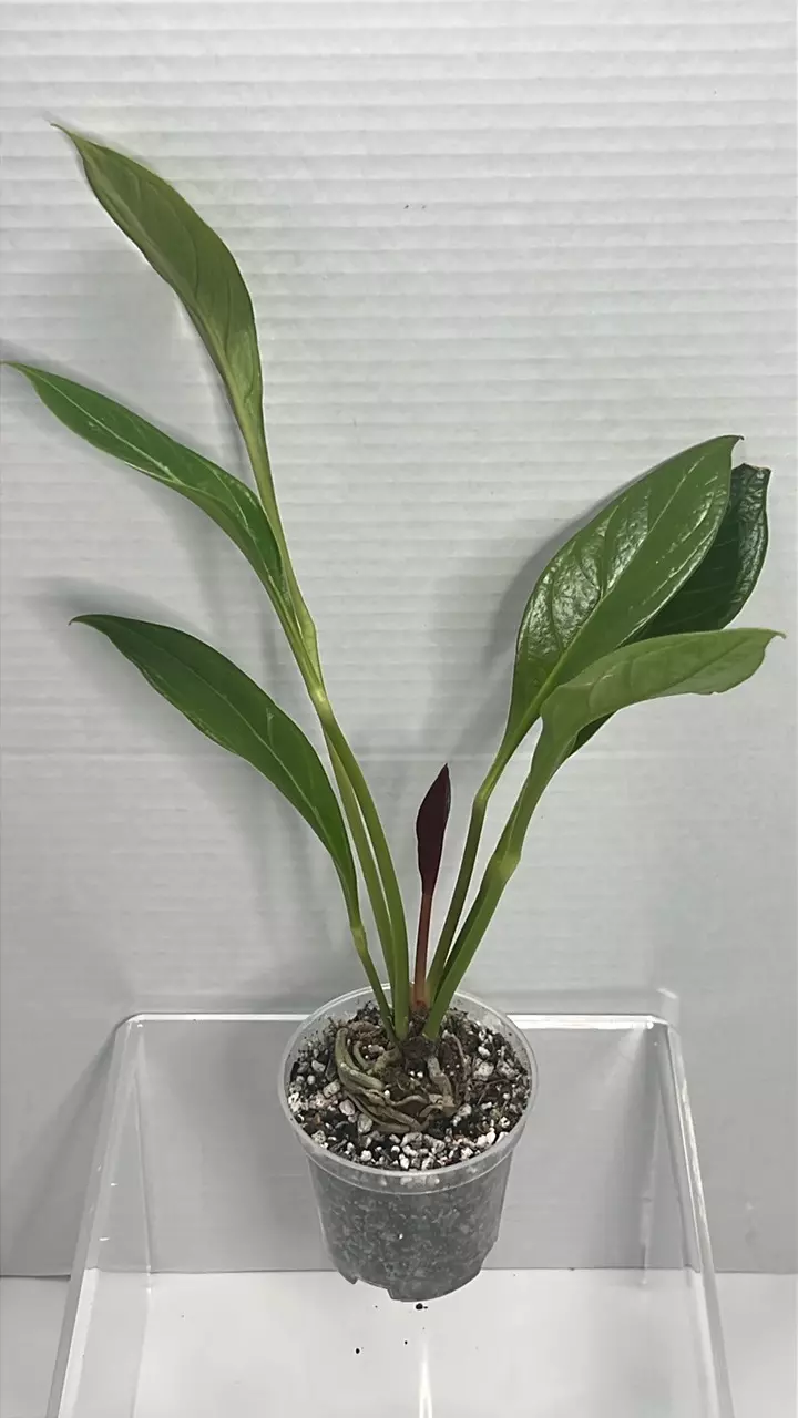 Well rooted anthurium cobra thumbnail