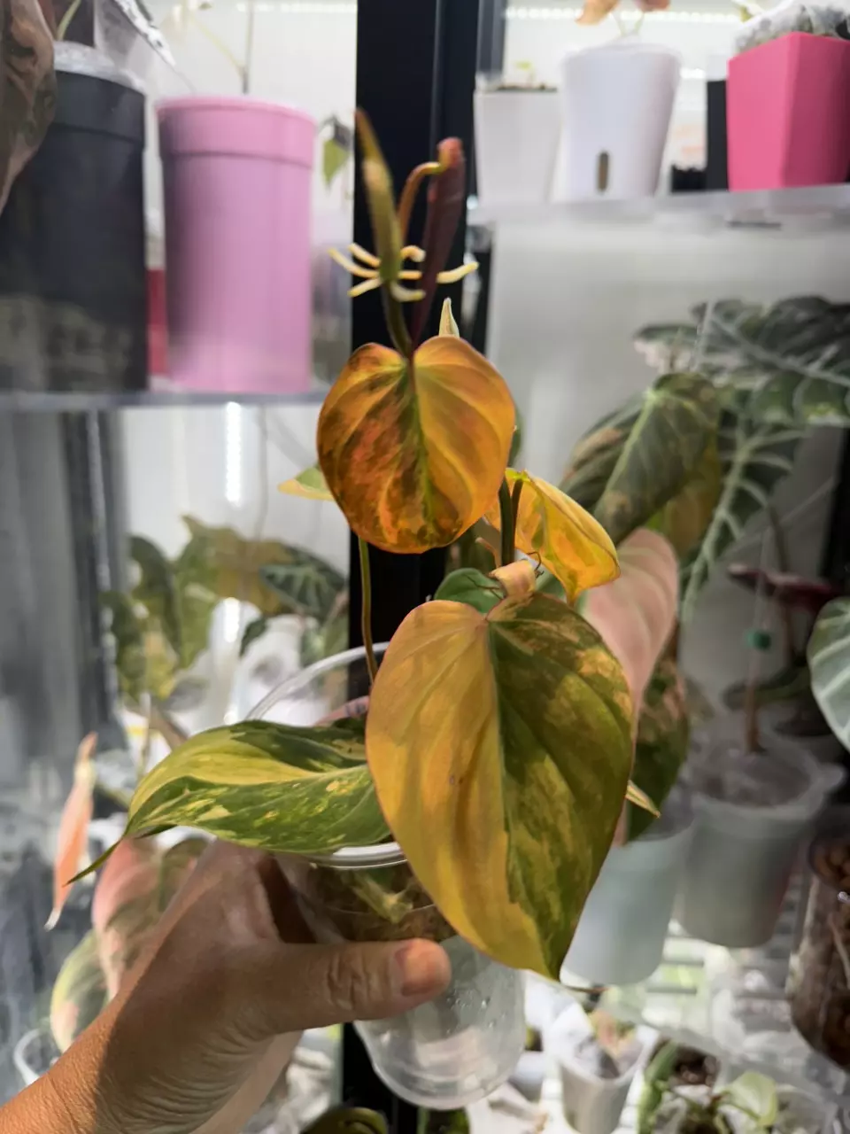 Variegated micans aurea thumbnail