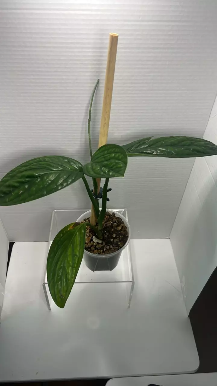 Monstera Peru single node cuttings thumbnail