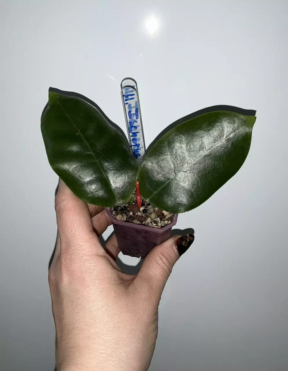 Hoya Ischnopus from NAPC thumbnail