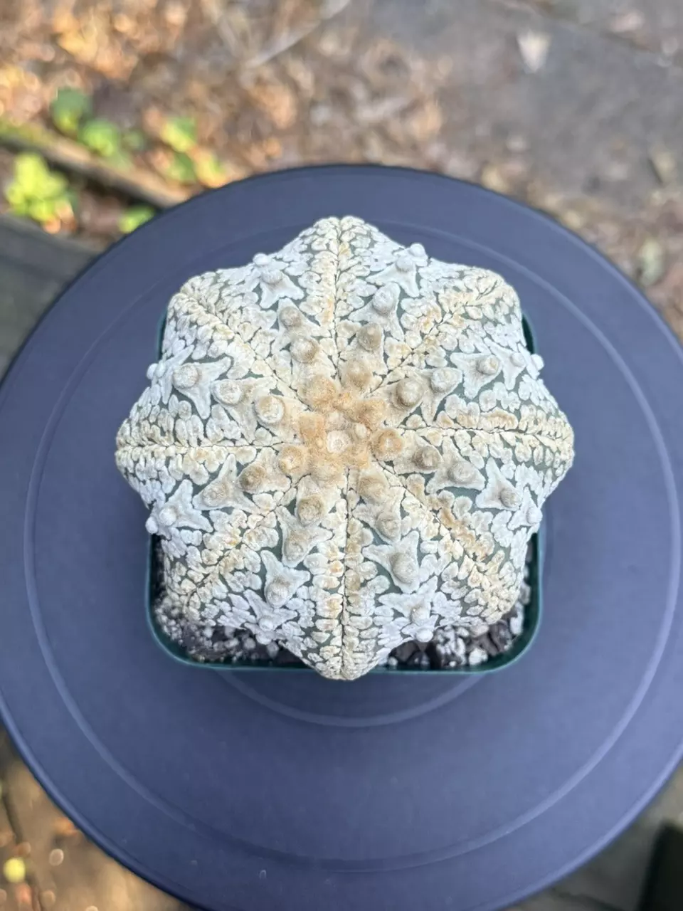 Big Astrophytum Super Kabuto V-type thumbnail