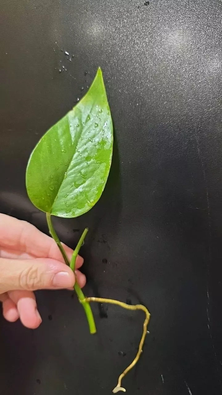 Epipremnum Aureum Alta Voltagem *rooted* cutting thumbnail