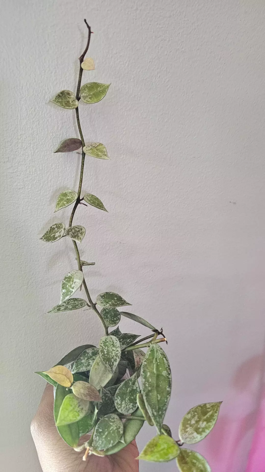 Hoya lacunosa cianjur splash thumbnail
