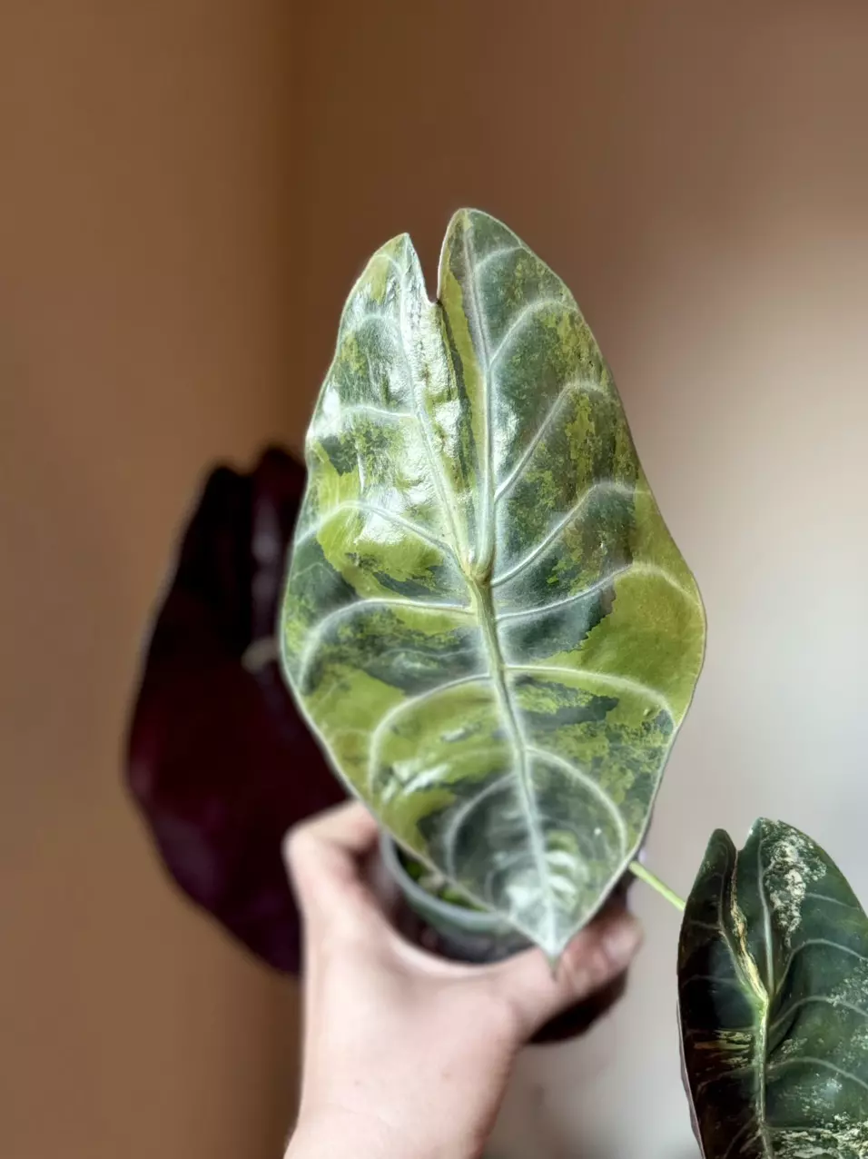 Alocasia Aurea Sedenii Corm thumbnail