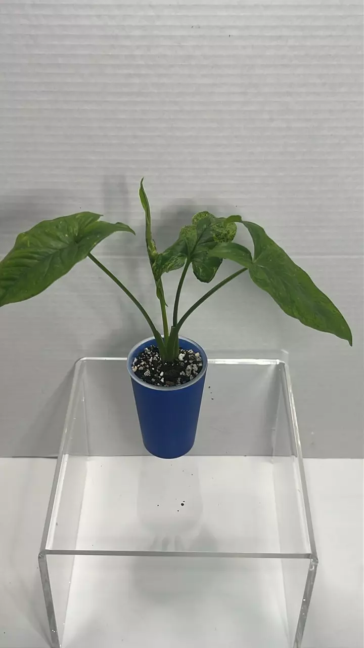 Mojito Mint Syngonium thumbnail
