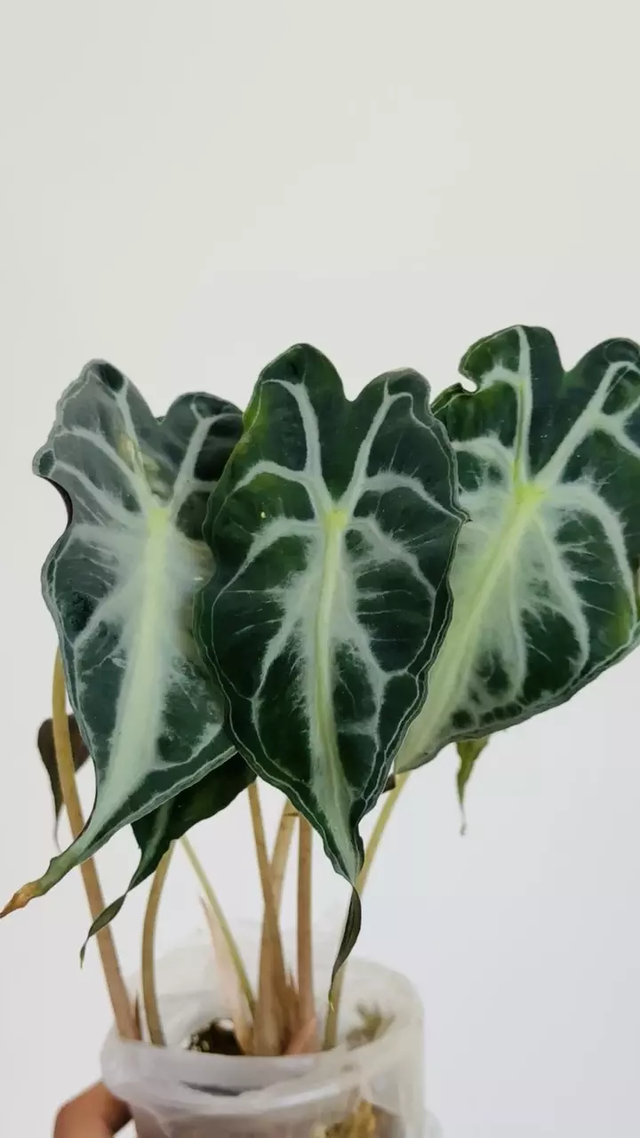 Alocasia Venom Aurea + Revert Bundle (4 Plants) thumbnail