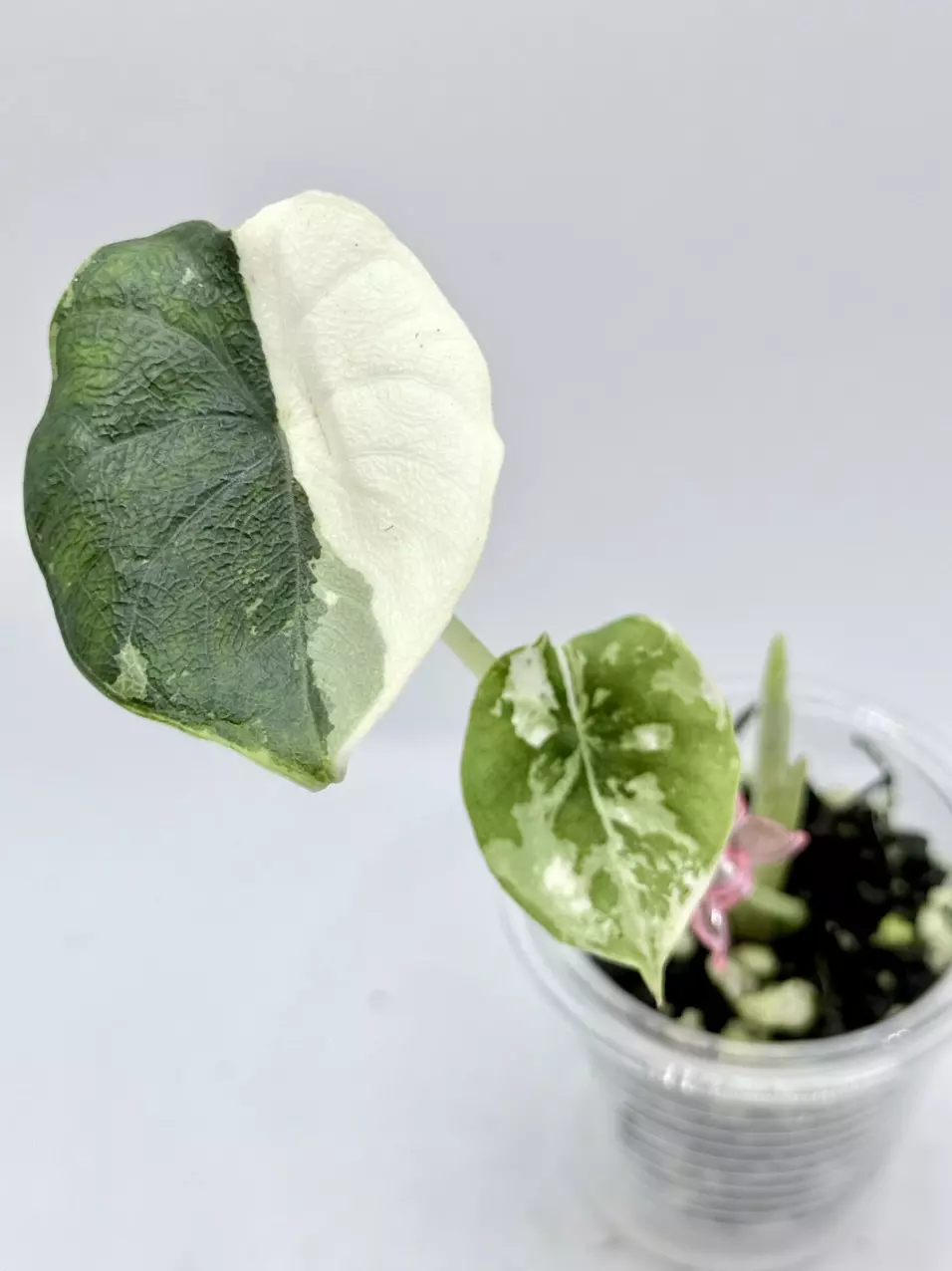 Alocasia Melo Albo. New leaf on the way thumbnail