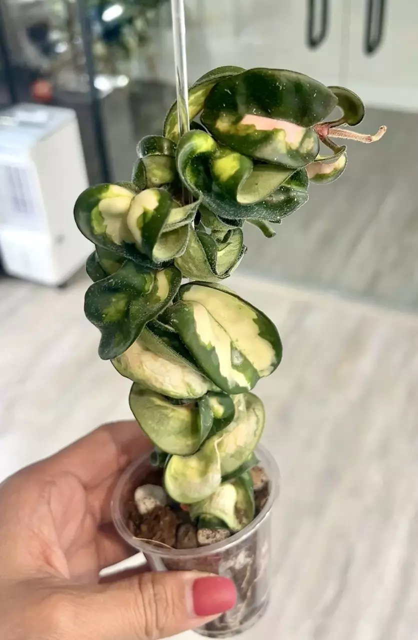 Hoya Mauna Loa thumbnail