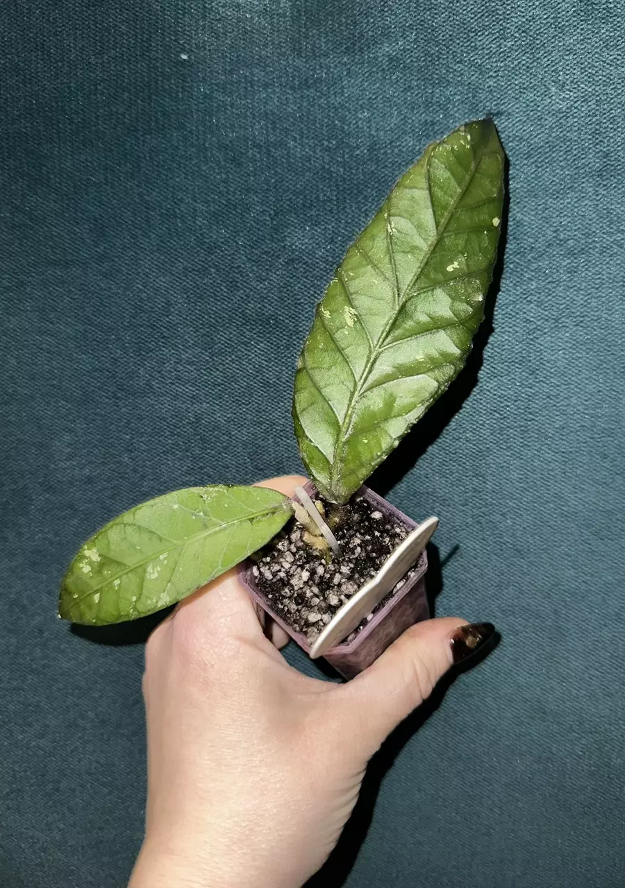 hoya sp gumpang elephant trunk from NAPC thumbnail