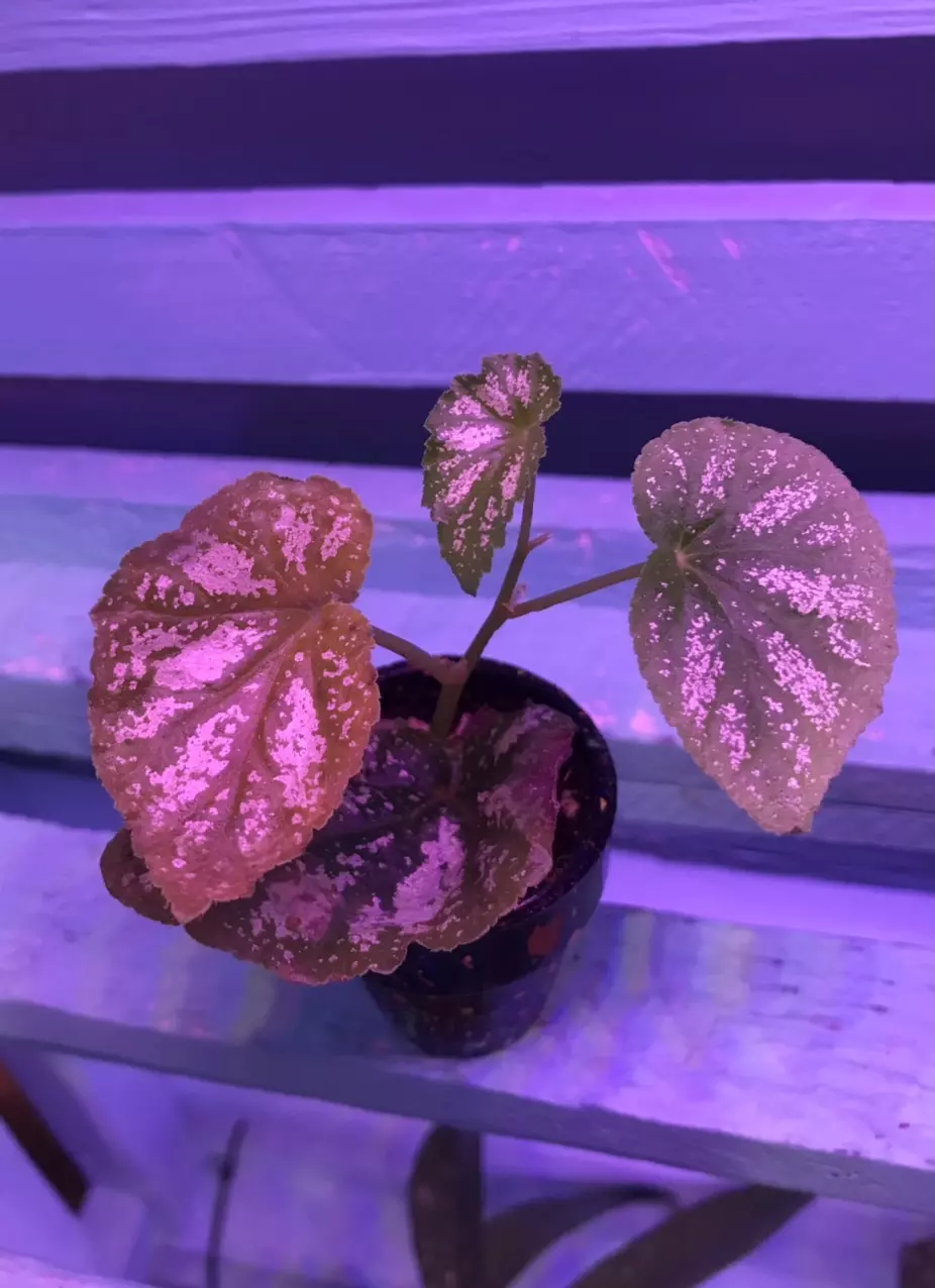 Begonia U168 in a splatter paint mini terra cotta pot thumbnail