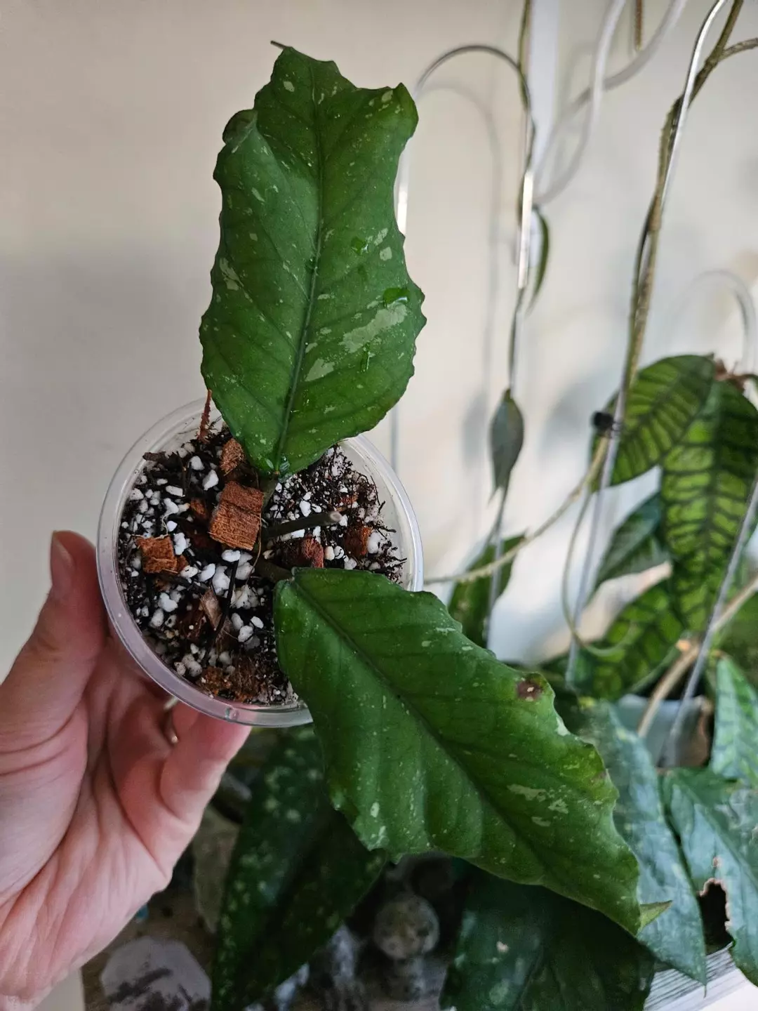 Hoya Aceh Dragon Mutation #248 thumbnail