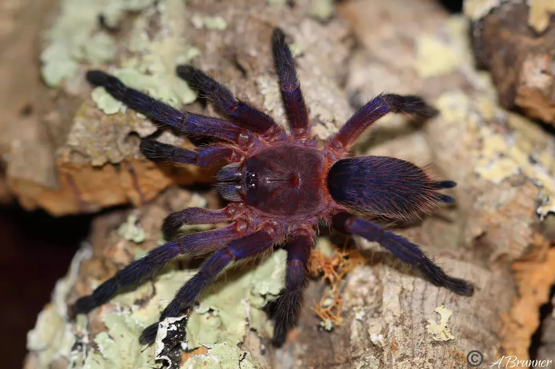 D. rufoniger .75” thumbnail