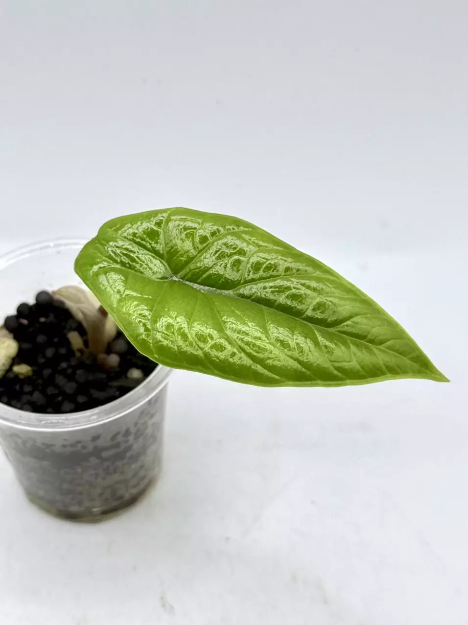 Alocasia Scalprum from corm thumbnail