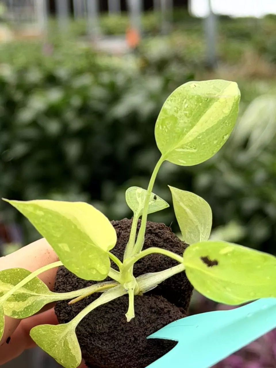 Philodendron Warsewiczii Tricolor Specific Starter 8072DAP | F thumbnail