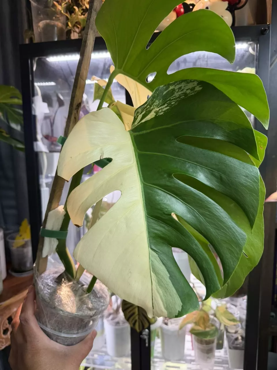 Monstera albo sectoral thumbnail