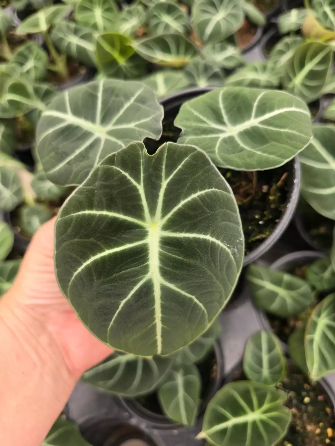 4in Alocasia Black Velvet GC thumbnail