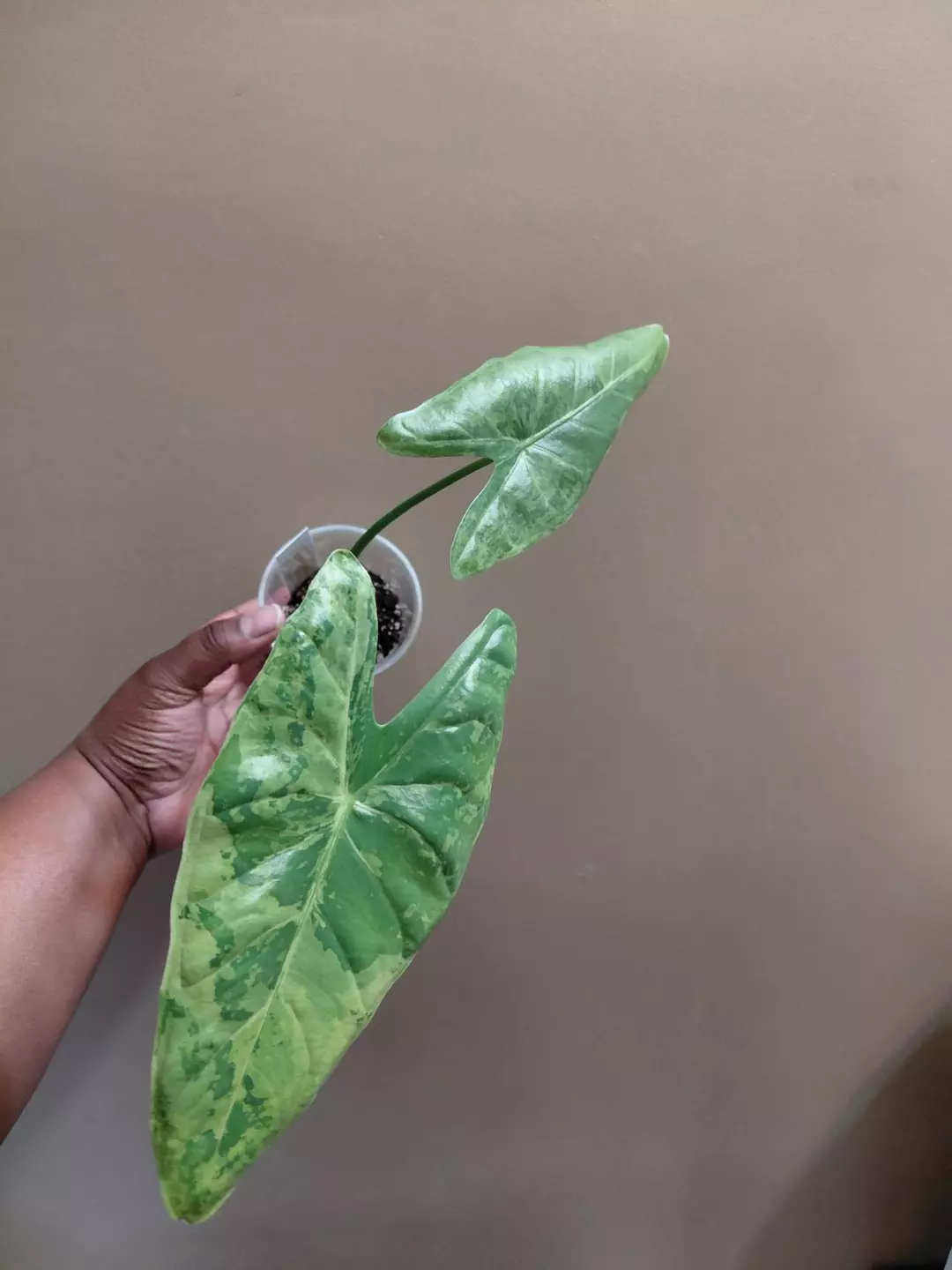 Alocasia Acuminata Albo Corming Size thumbnail