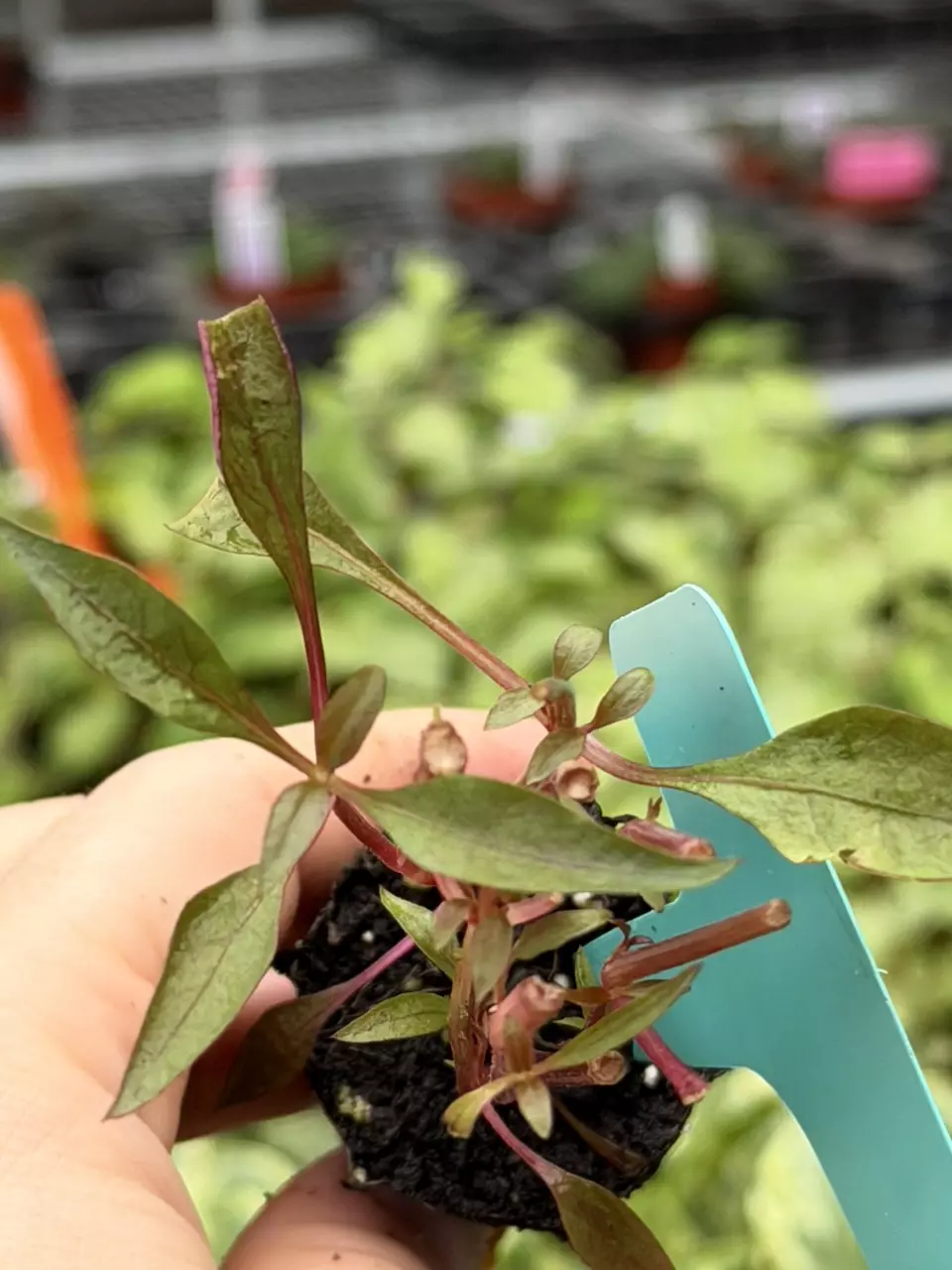 Alternanthera Red Thread Specific Starter 8082DAP | F thumbnail