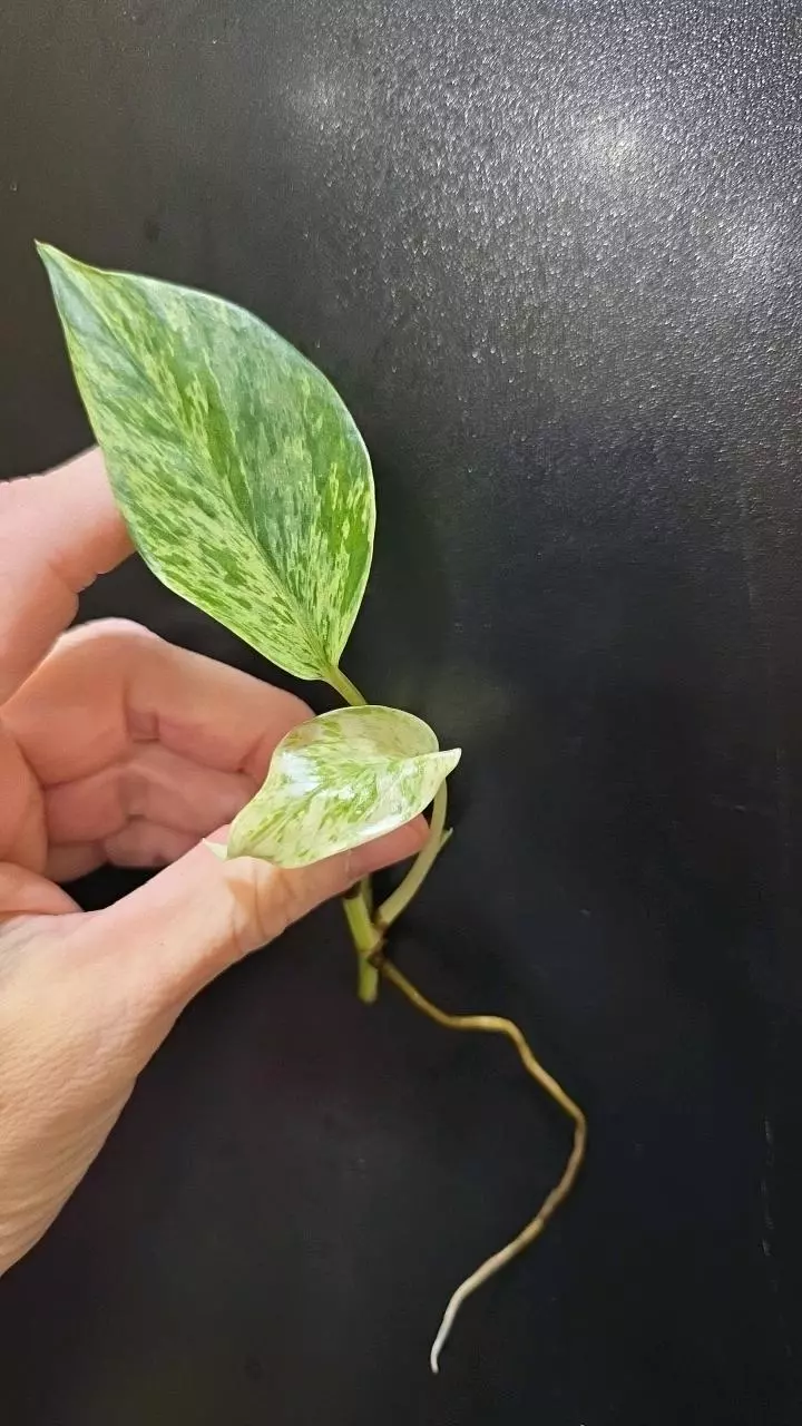 Teruno Fanfare Pothos *rooted* cutting thumbnail
