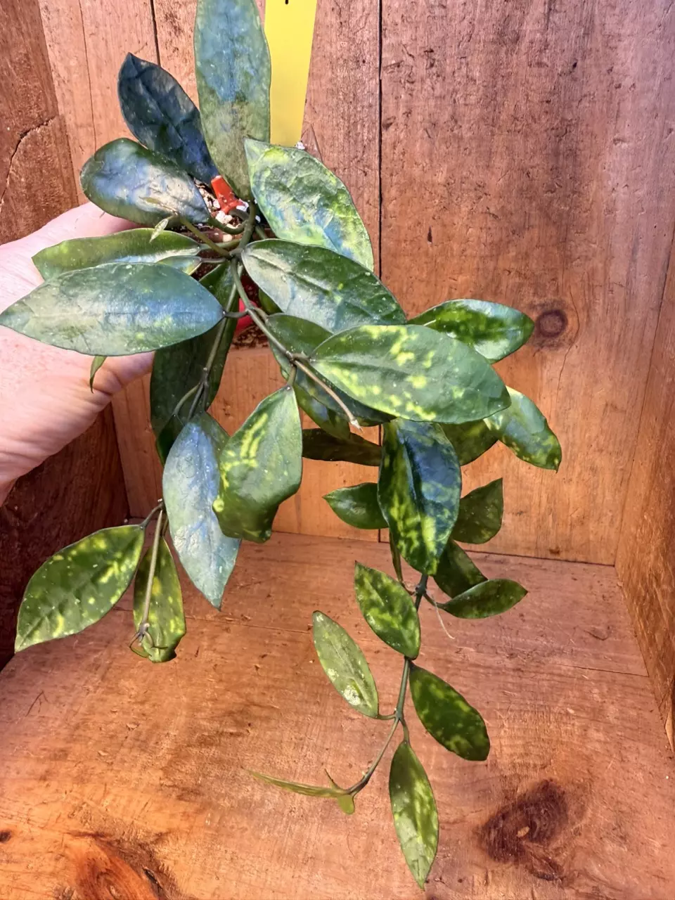 371 Hoya lacunosa ‘Amarillo’ thumbnail