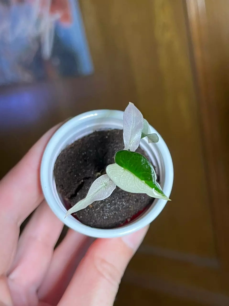 Alocasia Pink Bambino thumbnail
