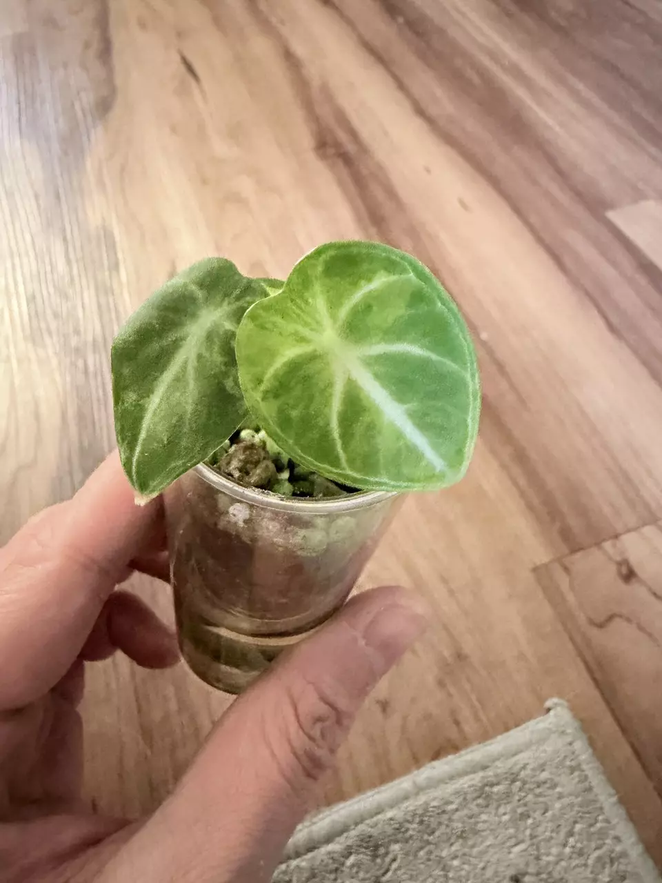 Alocasia Ninja Aurea thumbnail