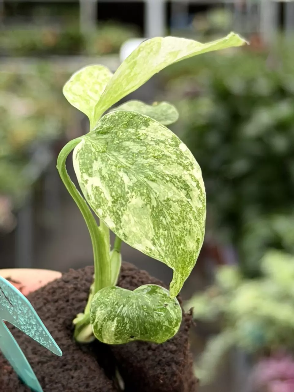 Monstera Cream Cheese Specific Starter 8075DAP | F thumbnail